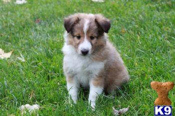 Mia - Sheltie Female